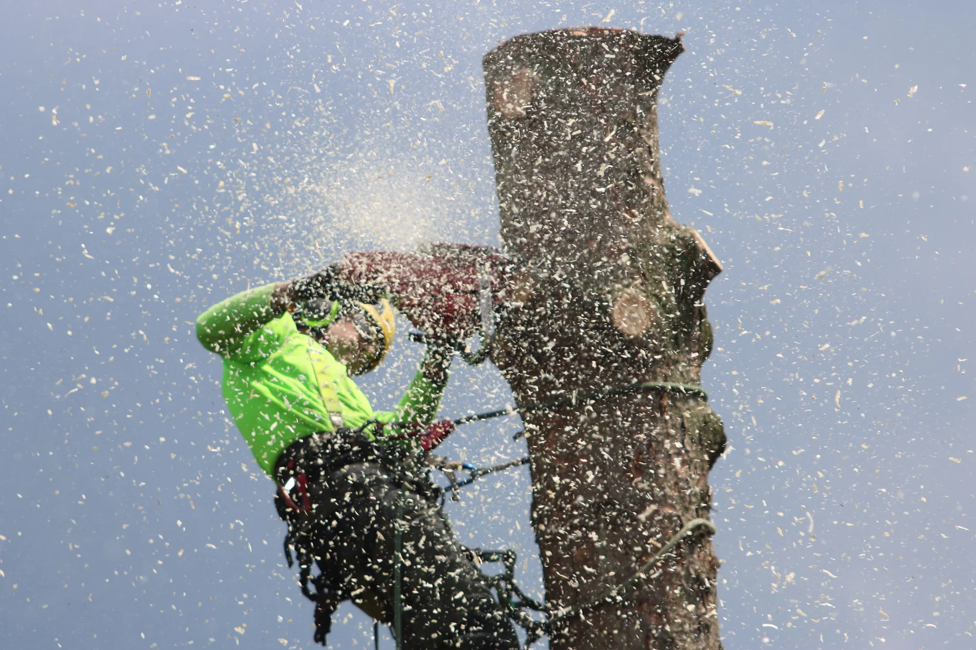 Træfældning i Sorø: arborist skærer toppen af en stamme med motorsav